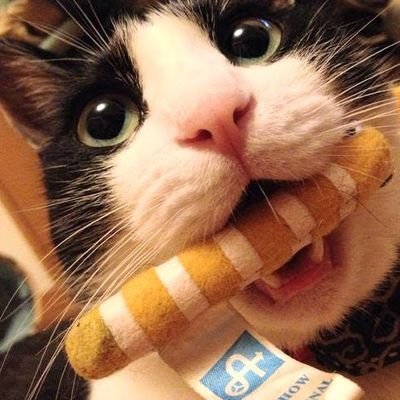 W5y6efuEnH9906's profile picture. 気まぐれに『メンダコの帽子』作ってます🐙
もっと気まぐれに『ナニカノ稚魚』も作ってます〜
（ 最近…魚でも無くなりつつある… ）