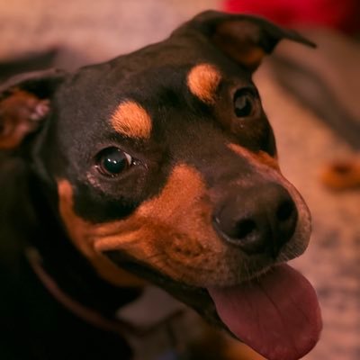 GoGreenforPets's profile picture. 🌿 Eco-tips for happy, healthy pets! Daily sustainable pet care hacks. Join the green pack! 🐶 #EcoPetCare 👇 Pinned to start!