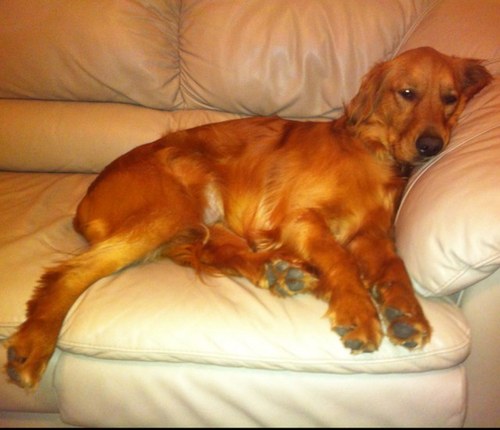 golfnarch's profile picture. 