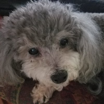 BicYea50's profile picture. I identify as a TROLL