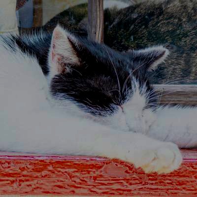 niima_noel's profile picture. いきなり呟き型。参加は飛び飛び。⭐思うがままポストの基本的に自由な雑多垢です。創作・写真・好きなもの話・NEWS系・アニメ・混ぜ混ぜ混ぜ𓎩 宜しくね(ᴗ͈ˬᴗ͈⸝⸝) botとも良く遊びます♪✱現在NEWS関連にて発言荒ぶり気味✱閲覧要注意✱記事無断転載禁止✱自分の言葉で。商用系勧誘の方はブロックかも？