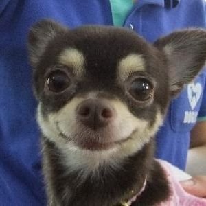 _uzzalkko's profile picture. 