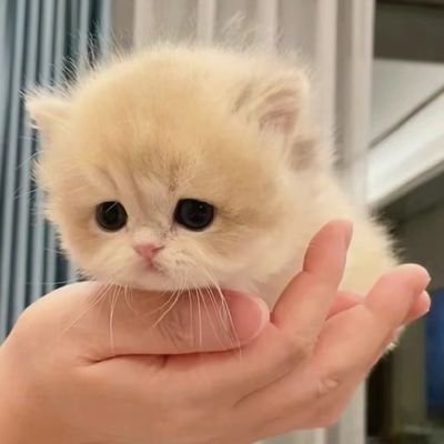 zdx1398's profile picture. 