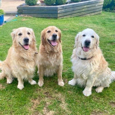 MontyTheGoldie's profile picture. I'm Monty, a 12 yr old golden retriever. Maxx is 7 and we're currently hosting 4 year old Freddie for a few months. Living on the beautiful Isle of Man 🇮🇲