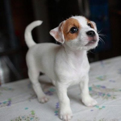 kelly_me26077's profile picture. We have some available Jack Russell puppies for adoption please send me a text message if interested in adopting one of them thanks ❤️