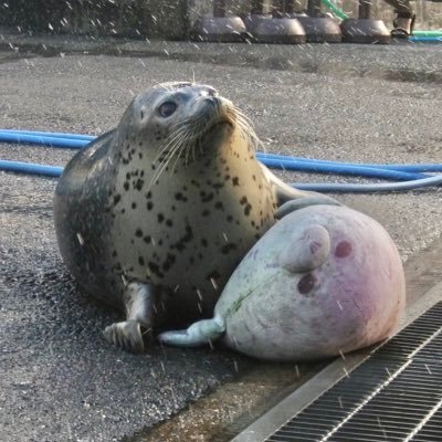 mcymngsh's profile picture. のんびりアザ活🦭🔰 ｜もちもち🦭 だいき🦭｜紋別いってみたい｜ @m104yj
