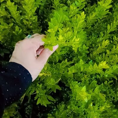 amly29645's profile picture. 