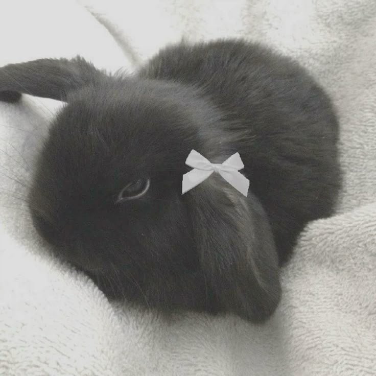 Leverabbit's profile picture. 