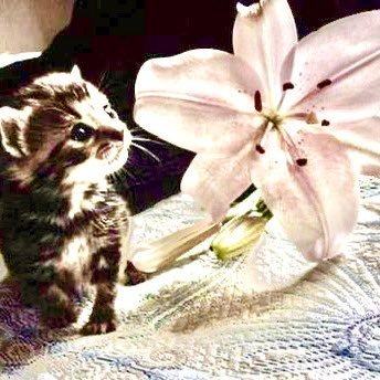 kittenwesson's profile picture. 