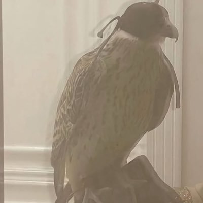 Suaad772's profile picture. مجموعة إنسان |  @coc_qu_sa