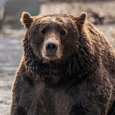 robink00l's profile picture. renkli yavru kediler