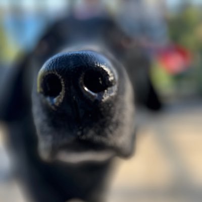 AleksHofso's profile picture. 