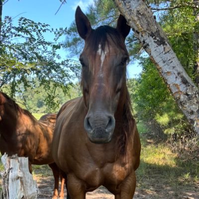 Druce151's profile picture. Let Freedom Ring.