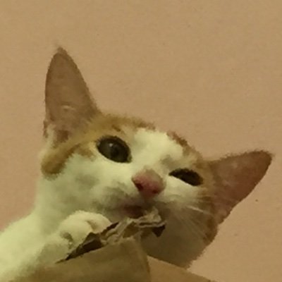 owocc0's profile picture. 正太控，懒人，瞎折腾，毫无动力