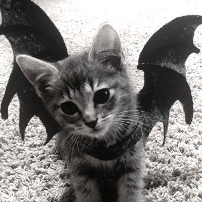 bpdqueenkira's profile picture. DIAGNOSED // 19 // BPD Autism Anorexia Emetophobia Chronic depression/anxiety OCD ADHD Binge eating disorder PANS/Basal Ganglia Encephalitis