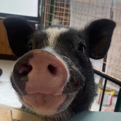 misamama1010's profile picture. プライベート垢エガちゃん村民.小さい頃から那須が好きだから移住 子3.カワウソ.マイクロブタヤギ犬猫ねずみモルモットクサガメやらいる動物が好きなおばさん 栃木の那須にふれあい動物園を開園しました！ 栃木県動愛セ24展第003号貸第001号販第021号