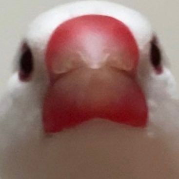 torichanpoppopi's profile picture. むち♂(R5.10.06) 1歳11ヶ月❤️鳥飼さんはフォロバします❤️