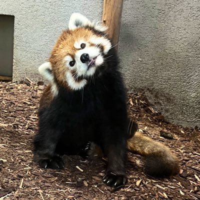 redpannada's profile picture. トプは円山動物園の『小百合ちゃん』/ヘッダーは『ココちゃん』🦝🐾レッサーパンダアカウント （時々他の動物投稿します）レッサーパンダブログ書いてます↓ブログはこちら↓