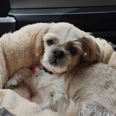 ochazy18514's profile picture. BIG BIG THINGS. I LOVE TEMS