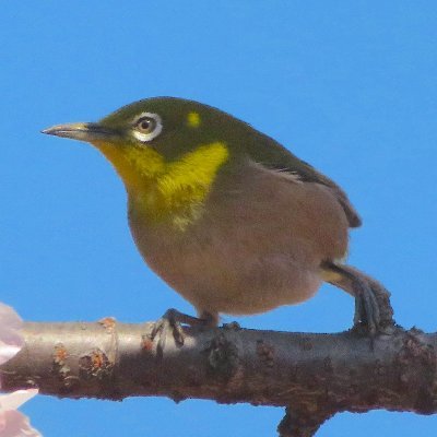 たけや屋さんのプロフィール画像