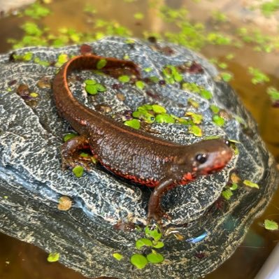 qg_ez6's profile picture. 日常の事をポストします。写真の転載は禁止です、クワガタさんとメダカさん飼育中、急なDMは禁止です。 昆虫の販売は出来ません。 また購入も控えています。 私的な事は公開してません。 土日更新、不定期ポスト📮 21時〜23時に投稿予定です。 趣味 握力と筋トレ　今現在握力78ぐらい。