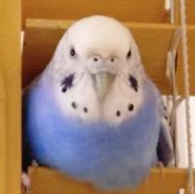 poppozi_08's profile picture. アイカツ好きの大学1年男子。本業:アイカツ/副業:アニメ、アイドル・声優など/アイカツ歌唱担当箱推しです/リッリトンク作りましたのでどうぞ