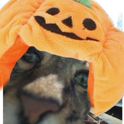 @ThunderTriscuit