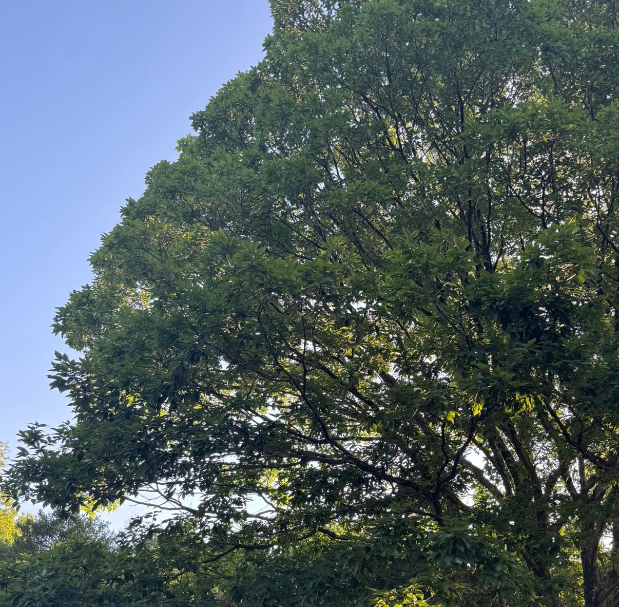 suzumikan77's profile picture. ピクミンブルームを楽しみつつのんびりお散歩してます