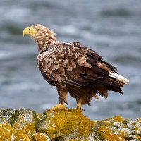 M. Schunki 🇩🇪🇮🇱🇺🇸💙 Parodie-Account 😉 (@demokratie2024) 's Twitter Profile Photo