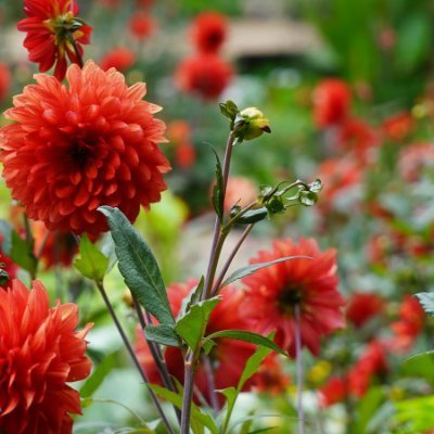 zishan4575675's profile picture. 