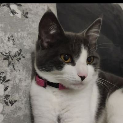 Kawkaw Profile