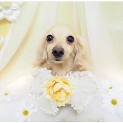 kana_d_marl's profile picture. 🆕FLi/アトリエ/サモンナイト/クロノトリガー/ドラクエ/FF/テイルズ/ルーンファクトリー/ハーヴェステラ/ブルリフ/聖剣伝説/マール王国/スーパーマリオRPG/オクトラ/すばらしきこのせかい/SO2R/グラブルリリンク/魔女の泉R/魔導物語/ダイ大/SAO/カニンヘンダックスフンド飼ってます❣️マールちゃん💓