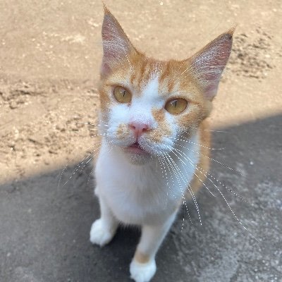 pakkpung's profile picture. My Cat name is pakpung 🥰