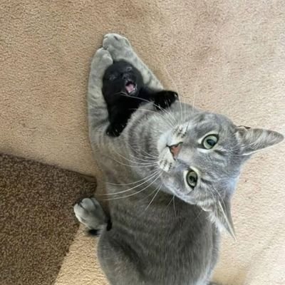 catsullyness's profile picture. cats being smol and silly!! cat 😸