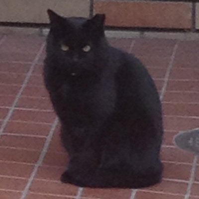 paw_camille's profile picture. 対象の直上で展開後、直下に落ちる。
どんな仕組みなんだコレ。