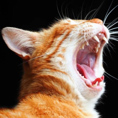 D_Biggest_Cat's profile picture. Driven by Purpose, Powered by Faith ✨ | Wheels on the Road, Hands on the Wire | Building, Growing, Believing🛐