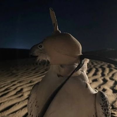 0596812493K's profile picture. موجود تصـفير الـضرائب تقديم الاقرارات الزكويه والضريبة القيمة المضافة للشركات والمؤسسات والمنشأت الفردية تصفير مبالغ غرامة ضبط الميداني الدفع بعد الإنجاز