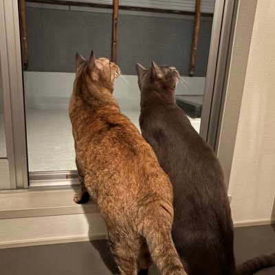 renkiilo316's profile picture. 🐈‍⬛🐈🚗⚡️ テスラ モデル3 ハイランドRWD diamond black