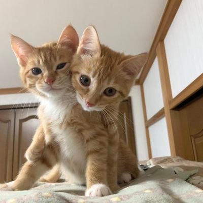 lemongraziee's profile picture. 