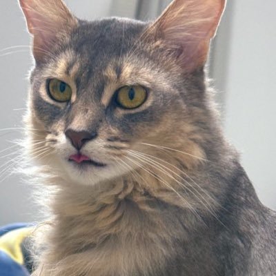 yuchipichan_31's profile picture. 🐱ぼく、ゆちき🐾2024年3月1日@福島爆誕！東北生まれ東京育ちの暴れん坊将軍（ソマリ／ブルー♂）最近体重増えちゃった疑惑浮上中🤤贅沢キャットめ…！