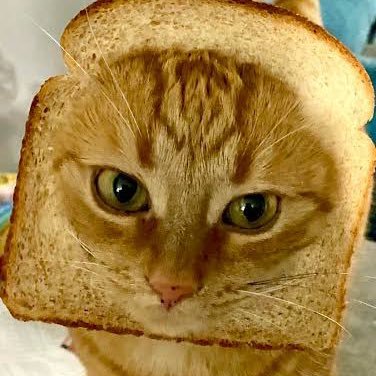 ToastyYuki's profile picture. |aimer for @kamuiaim @SarrowGGs| @SarrowGGs @kamuiaim のエイマー | @SarrowGGs @kamuiaim을 위한 조준기 |