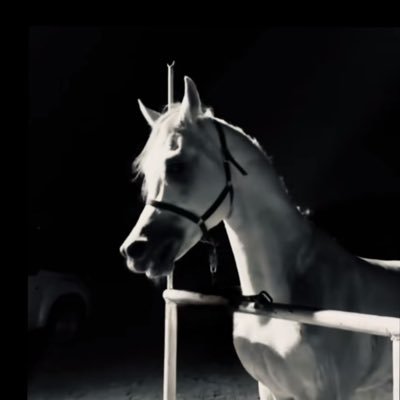ra_x503's profile picture. هل تعتقد أنني انوصف بسطر✨؟.