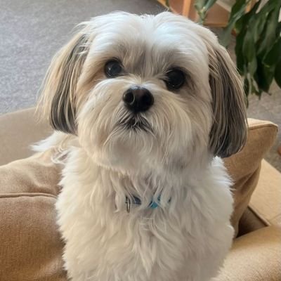 Annabelle166511's profile picture.