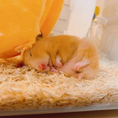 sangen_dayoo's profile picture. 1100$ @Libertabuilding