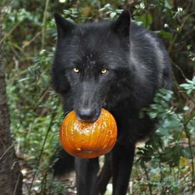 theWolfBC's profile picture. Just a man whose circumstances went beyond his control...
https://t.co/ku90vyRuHY