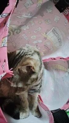 GqcV9Pq21R93158's profile picture. 皆様初めましてさくさくぱんだです。
皆様フォローして頂き誠にありがとうございます。
フォロー頂いた方やフォローして無い方もそうなのですがLINE等の交換は行って降りません‼️なので
L〇NEは仲良くなり次第交換させて頂きます。
DM等は必ずお返しさせて頂きます