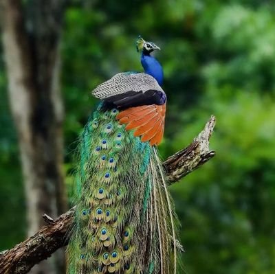 DustinFlak78413's profile picture. 