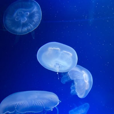 marumaru5572's profile picture. 毎日頑張って生きてる。ちょっと屈折してるのが悩みです。