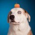 WeRateDogs Profile picture