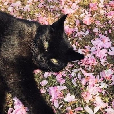 monadmelon's profile picture. your friendly neighbourhood black feline